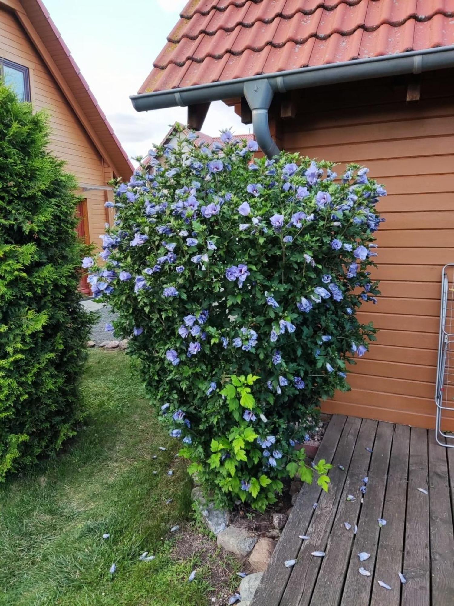 Ferienhaus Bliev-Hee Nr 4 Klink Eksteriør bilde
